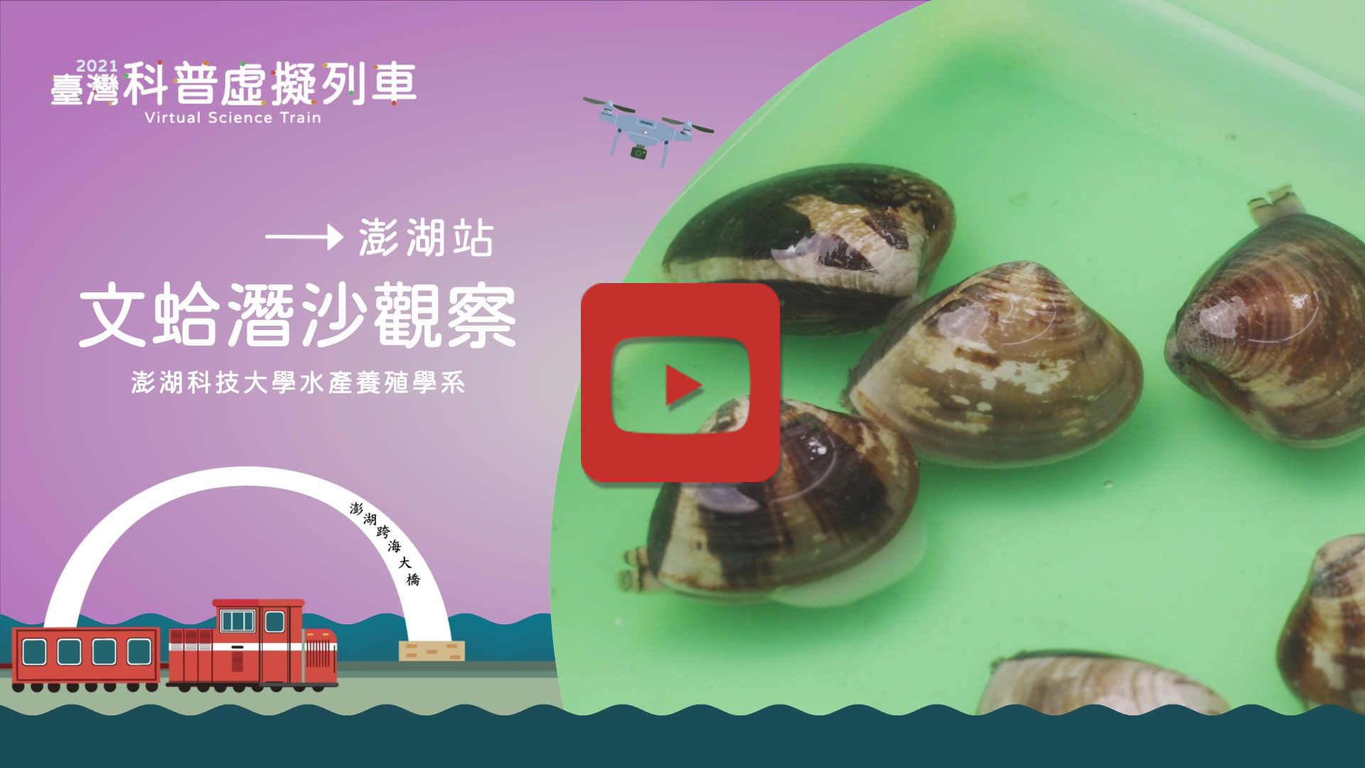 文蛤潛沙觀察