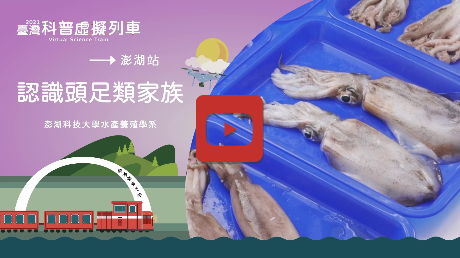 認識頭足類家族